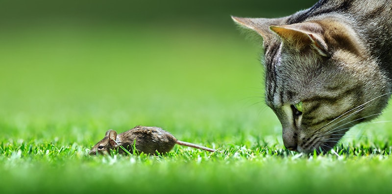 Can Cats and Rats Be Friends? Our Vet Answers & Explains