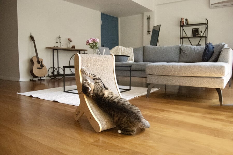10 Best Cat Scratchers of 2026 - Reviews & Top Picks