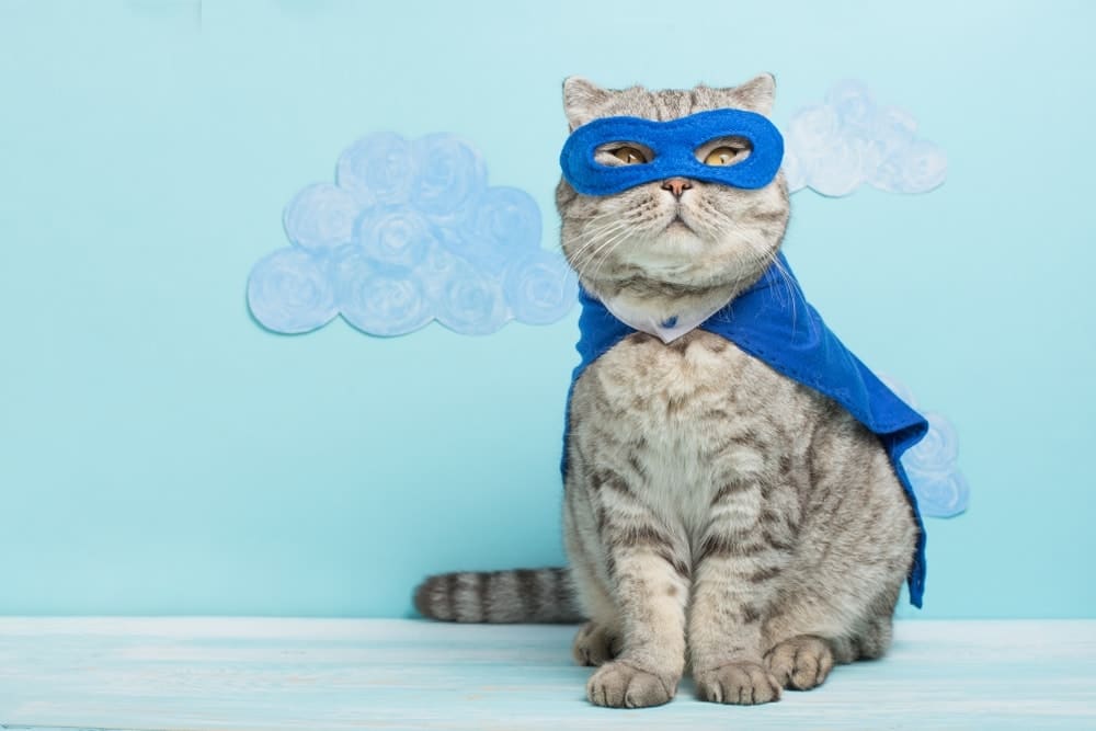 15 Amazing Comic Book Cats (With Pictures)