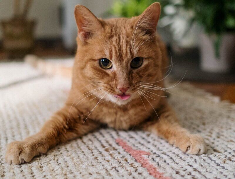 Why Is My Cat Licking the Carpet? 5 Vet-Reviewed Reasons
