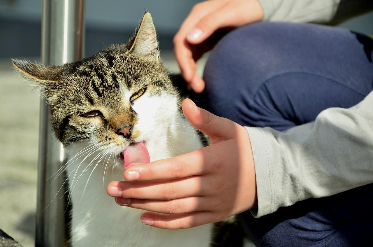 Why Does My Cat Lick My Hand & Fingers So Much? 7 Vet-Reviewed Reasons