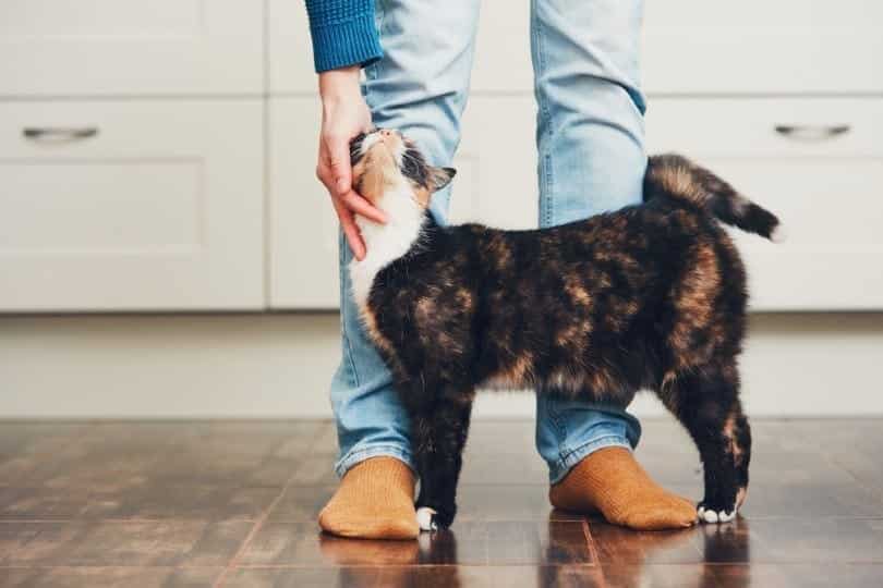 How Do Cats Choose Their Favorite Person? 5 Interesting Factors (Vet-Reviewed)