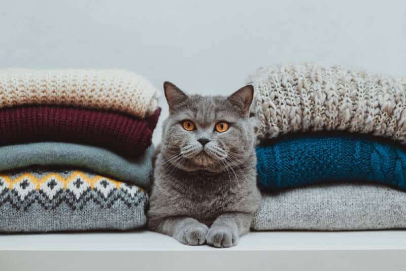 Do Your Cats Like Wearing Clothes? Vet-Reviewed Ethics of Dressing Cats