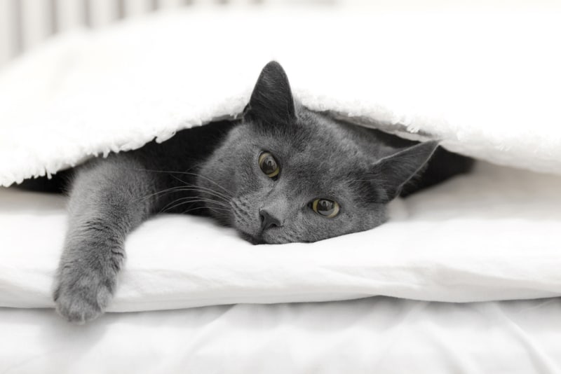 How To Keep Your Cat From Jumping After Surgery: 10 Vet-Approved Tips