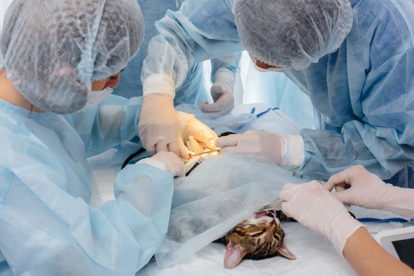 Do Cats’ Personalities Change After They Are Neutered? (Vet Answer)