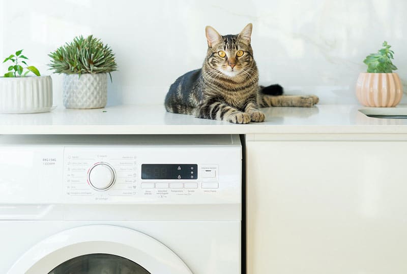 What Can Kill a Cat? 16 At-Home Items Vets Tell Us To Watch Out For
