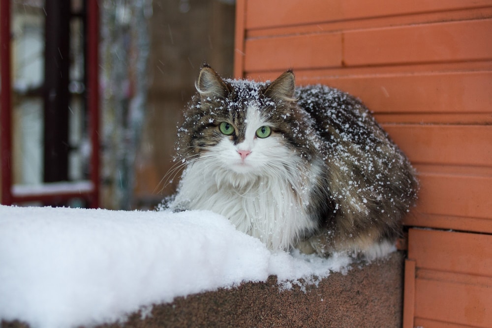 Do Cats Like The Cold? Our Vet Answers & Explains