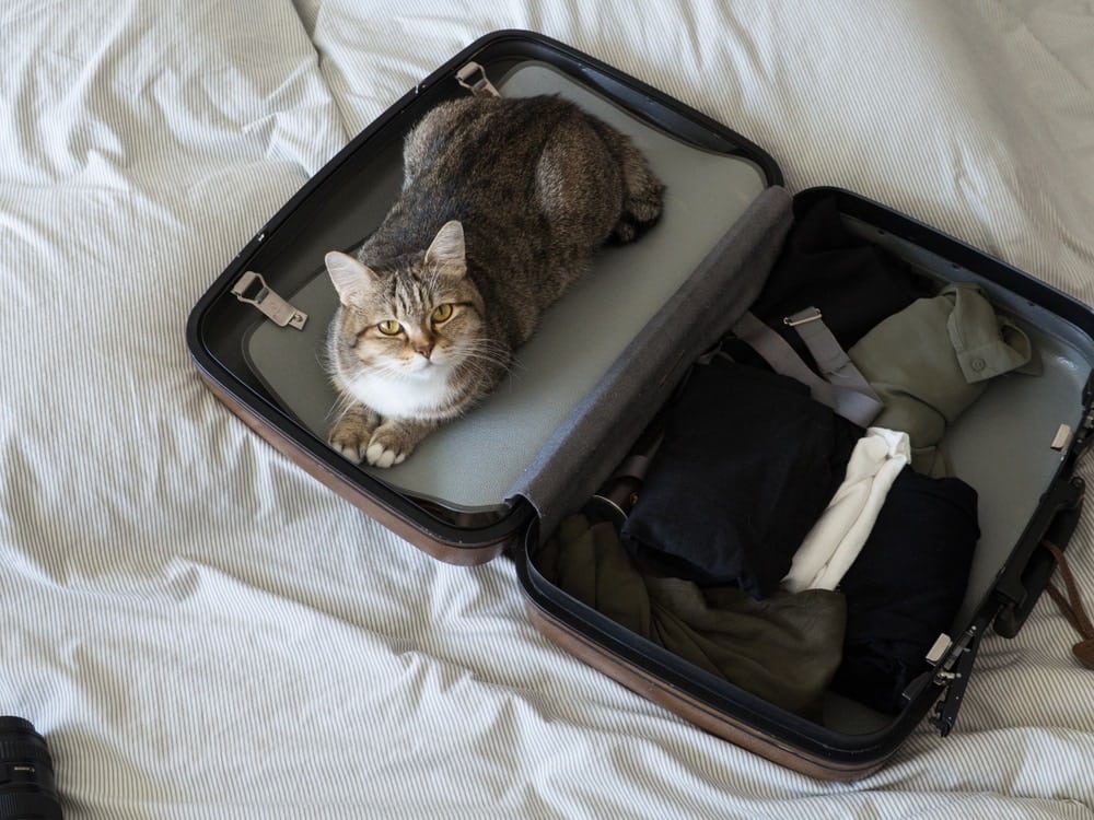 Cat Travel Essentials: 15 Things to Pack When Traveling with Your Pet