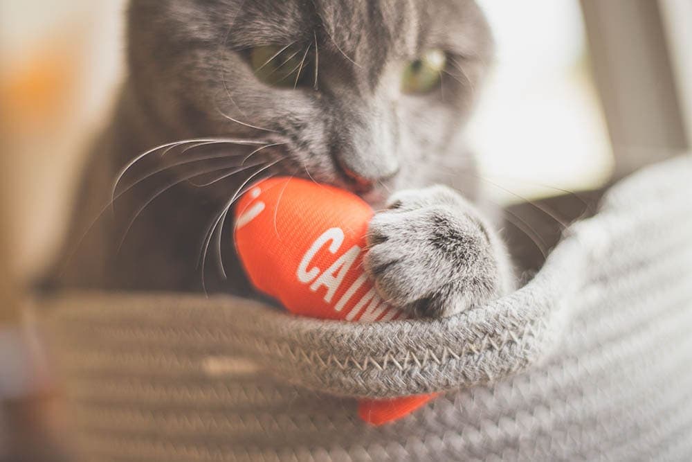 7 DIY Cat Kicker Toys You Can Make Today