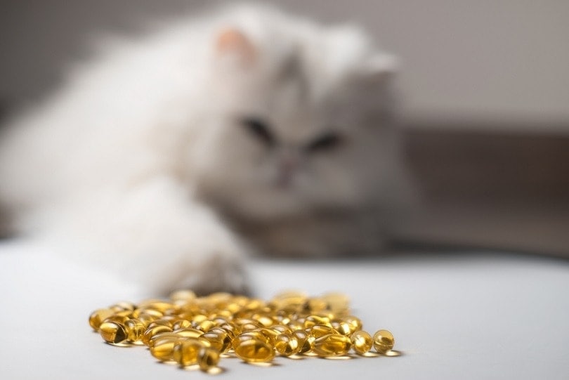 Fish Oil Benefits for Cats: Vet-Approved Tips & Health Effects