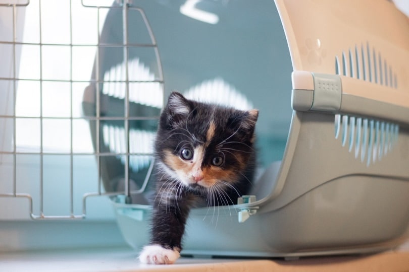 Why Can't I Get My Cat Into a Carrier? Our Vet Explains