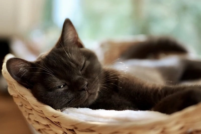Lethargy in Cats: Symptoms, Causes & Treatments (Vet Answer)