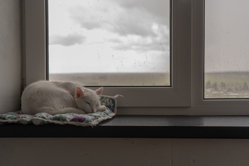Cats and Tornadoes: 8 Vet-Reviewed Tips for Keeping Your Pet Safe
