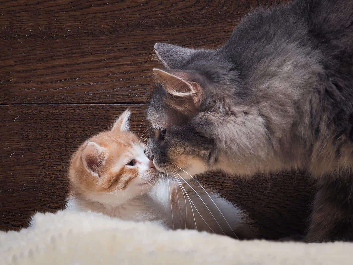 Should I Get a Kitten for My Cat? Vet-Approved Introduction Tips & FAQ