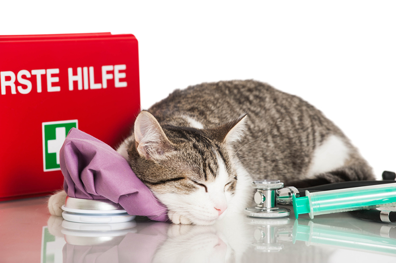 10 Reasons to Take a Pet First Aid Course: Vet Approved Advice