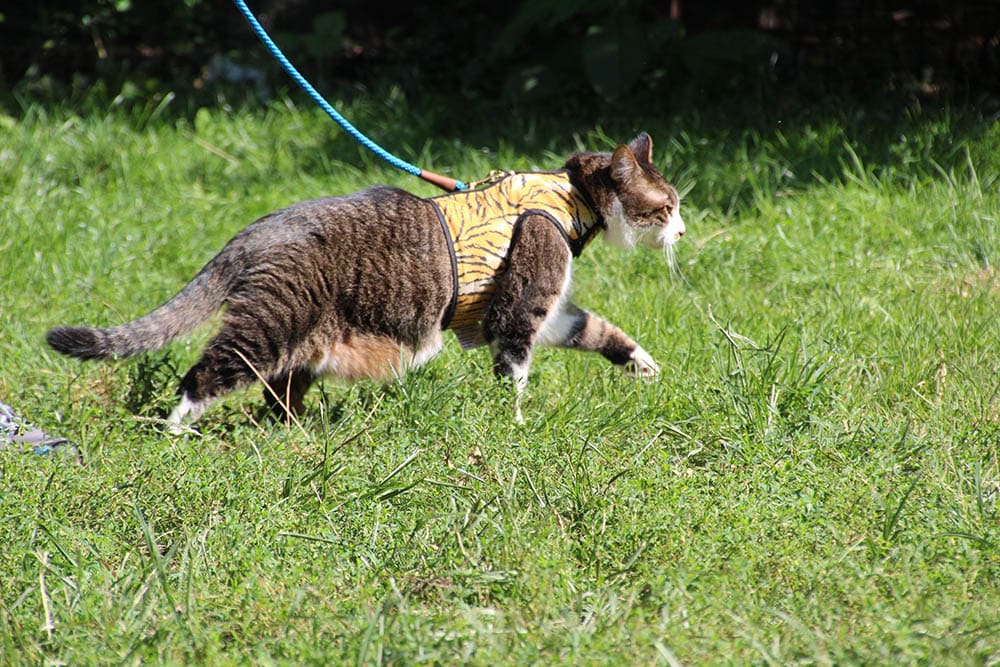 4 Types of Cat Harnesses (With Info & Pictures, Vet-Reviewed)