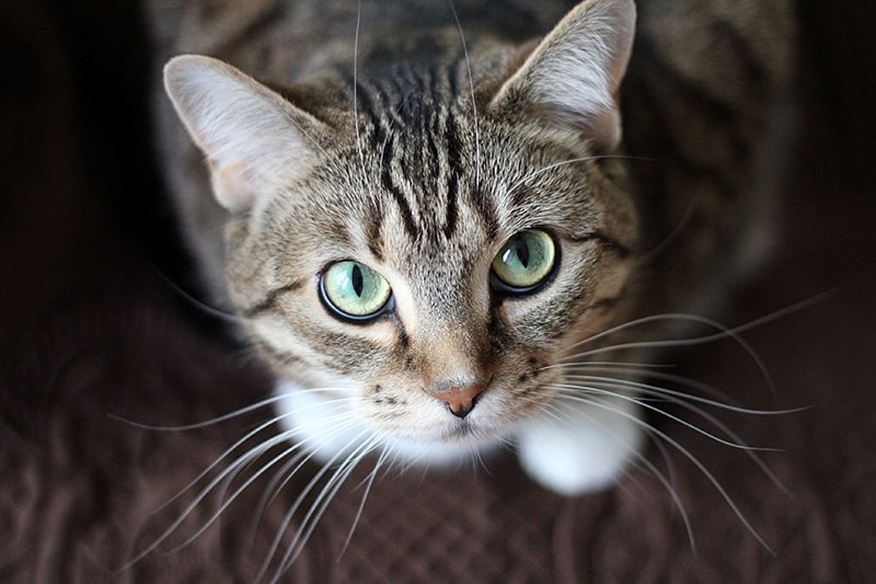 9 Interesting Facts About Cat Whiskers You Need to Know