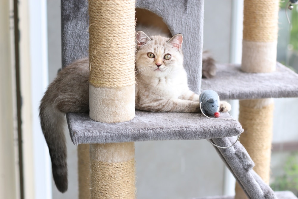 Why Do Cats Hide Their Toys? Vet-Verified Facts & Info