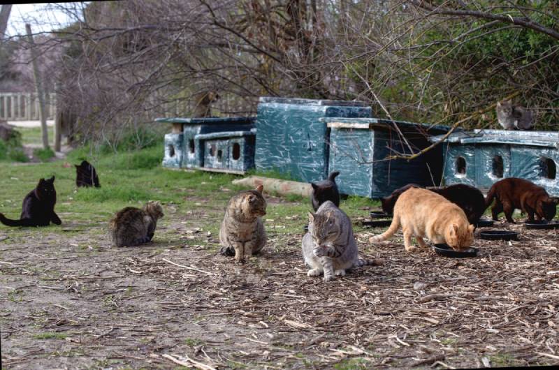 What Are the World’s Most Unique Cat Rescues? 6 Sanctuaries & FAQ