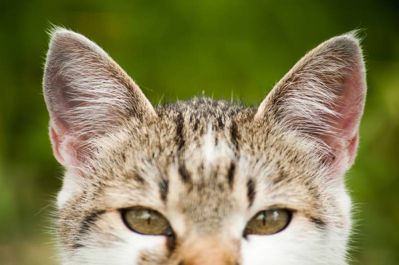 Why Do Cats Move Their Ears? Vet Reviewed Science & Meanings Explained