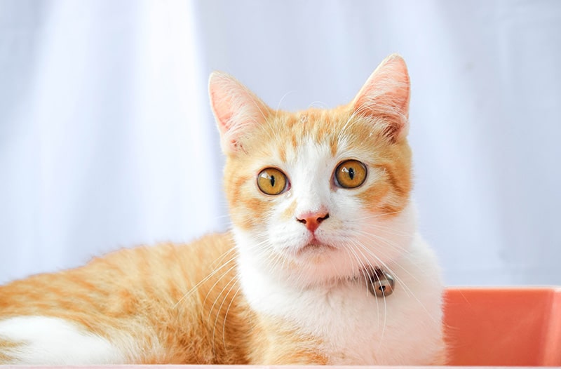 Javanese Cat Breed Info: Pictures, Temperament & Traits