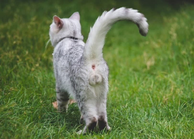 How to Tell Whether a Male Cat Is Fixed: Vet-Verified Facts & Neuter Info
