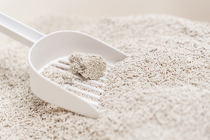 6 Ways to Save Money on Cat Litter: 2026 Price Guide & FAQ