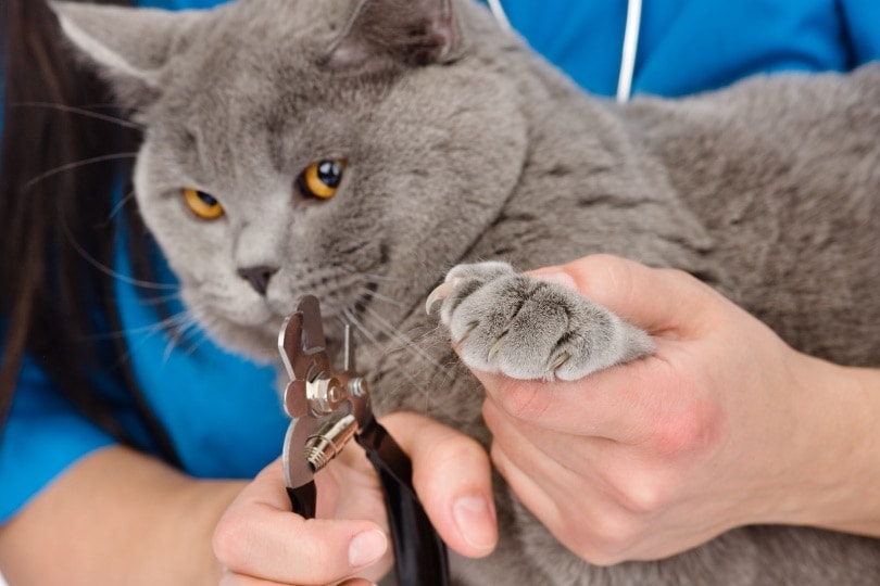 How to Trim the Nails of an Angry or Aggressive Cat (Vet-Approved Guide)