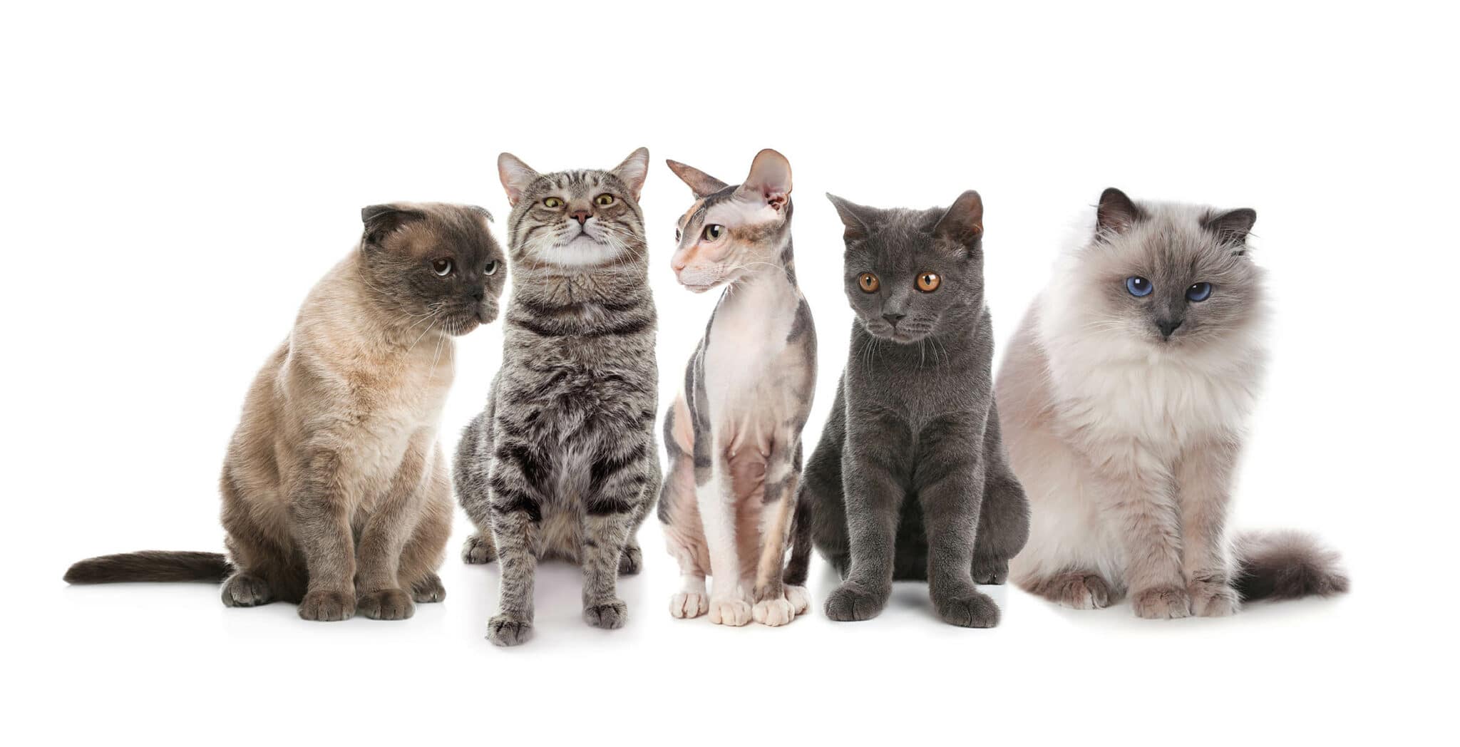 different cat breeds in a line