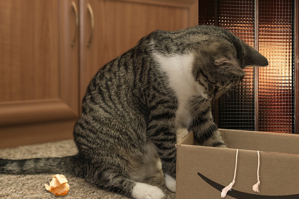 European Shorthair Cat