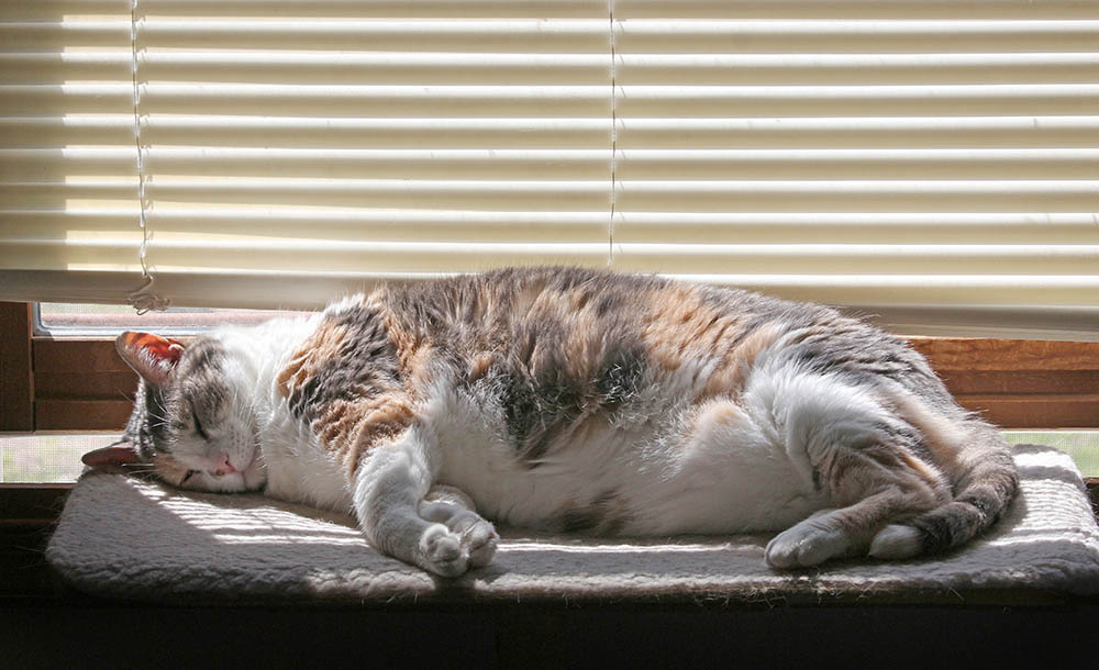 9 Best Cat Window Perches & Beds in 2026 - Reviews & Top Picks