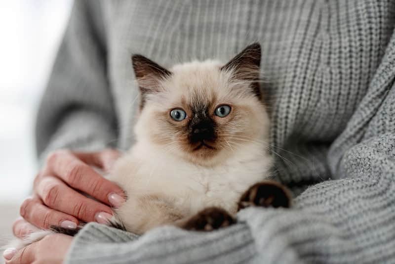 Who Will Take Care of My Cat When I Die? Here's How It Works