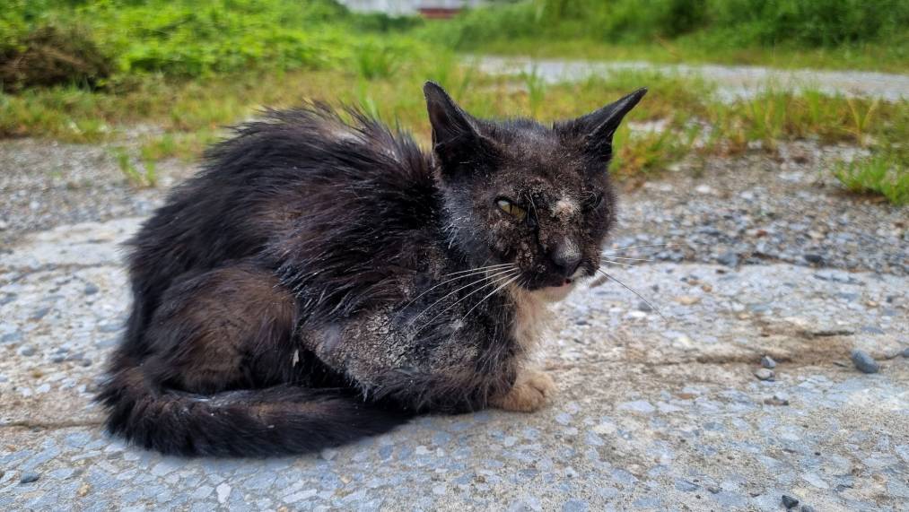 How to Treat Mange in Feral Cats: Our Vet Gives 8 Tips & Tricks