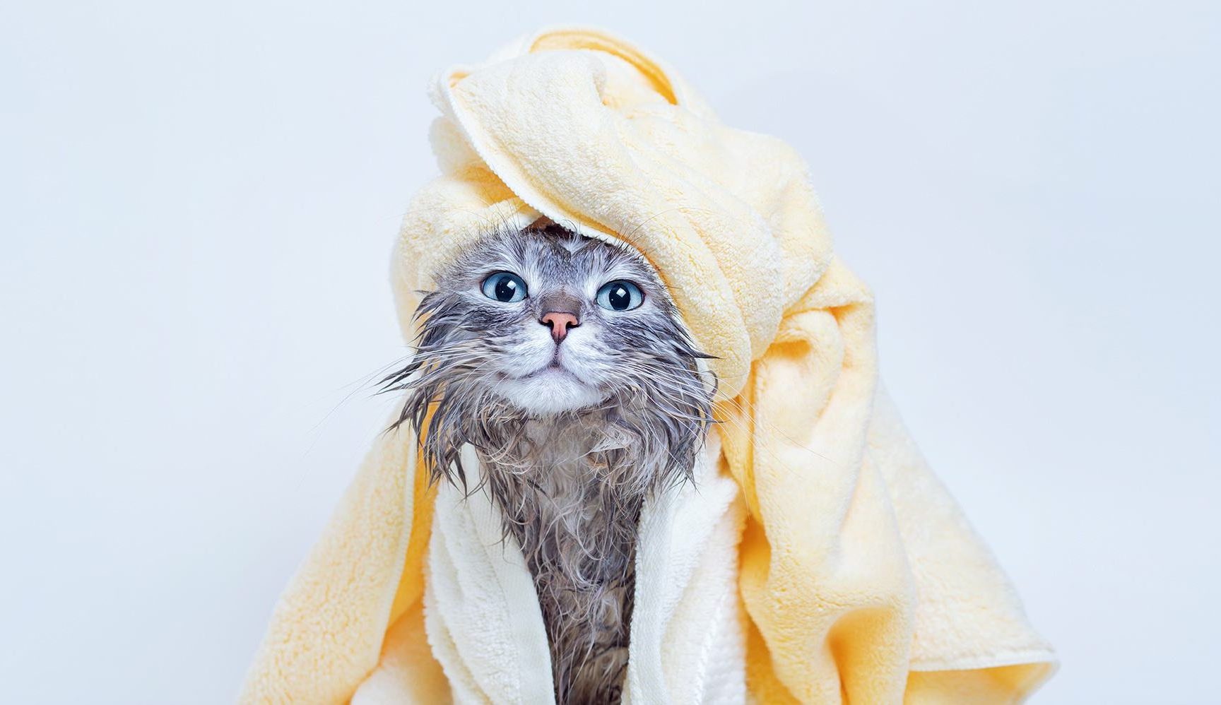 10 Best Cat Conditioners in 2026 - Reviews & Top Picks