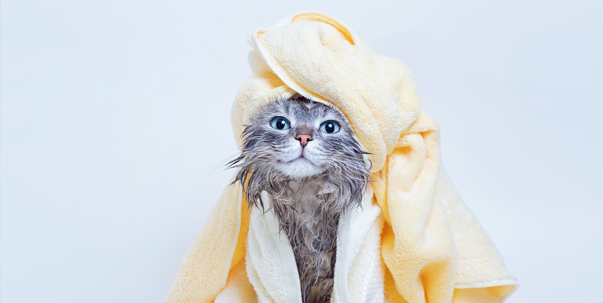 Do Long-Haired Cats Need Baths? Vet Approved Grooming Advice