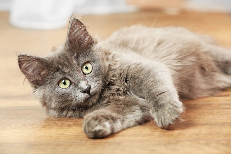 Fever Coat in Kittens: What Is It? Vet Reviewed Science & Facts (With Pictures)