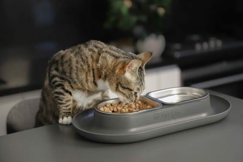 kitty-eating-from-hepper-nom-nom-grey-on-the-counter-from-chair-1