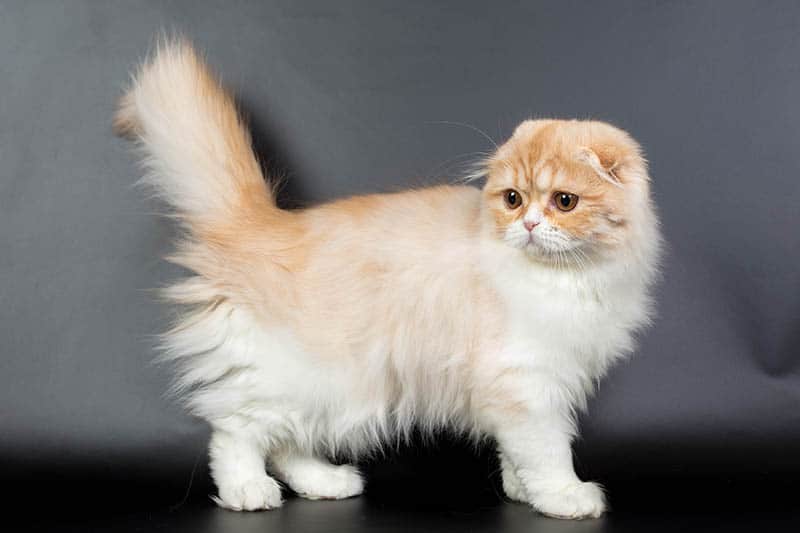 Persian Scottish Fold Cat Mix: Info, Pictures, Temperament & More