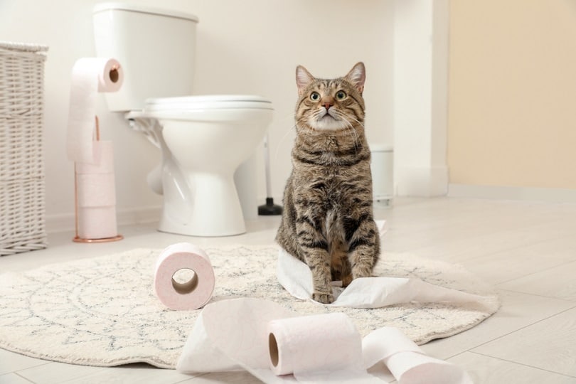 How to Cat Proof a Toilet Paper Holder: Vet-Reviewed Explanation & Tips