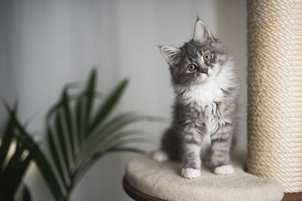 Maine Coon Cats For Sale in Ohio: Breeders List 2026