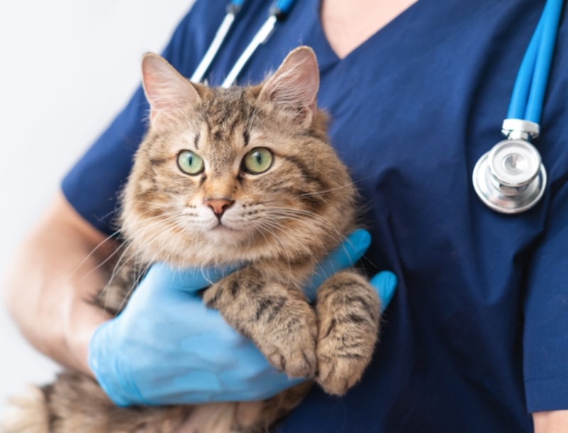 Will My Cat Hate Me After the Vet? 8 Vet-Reviewed Tips to Avoid It