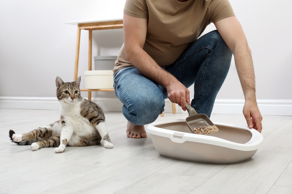 Is Cat Pee Toxic or Can It Make You Sick? Vet Verified Health Facts & FAQ