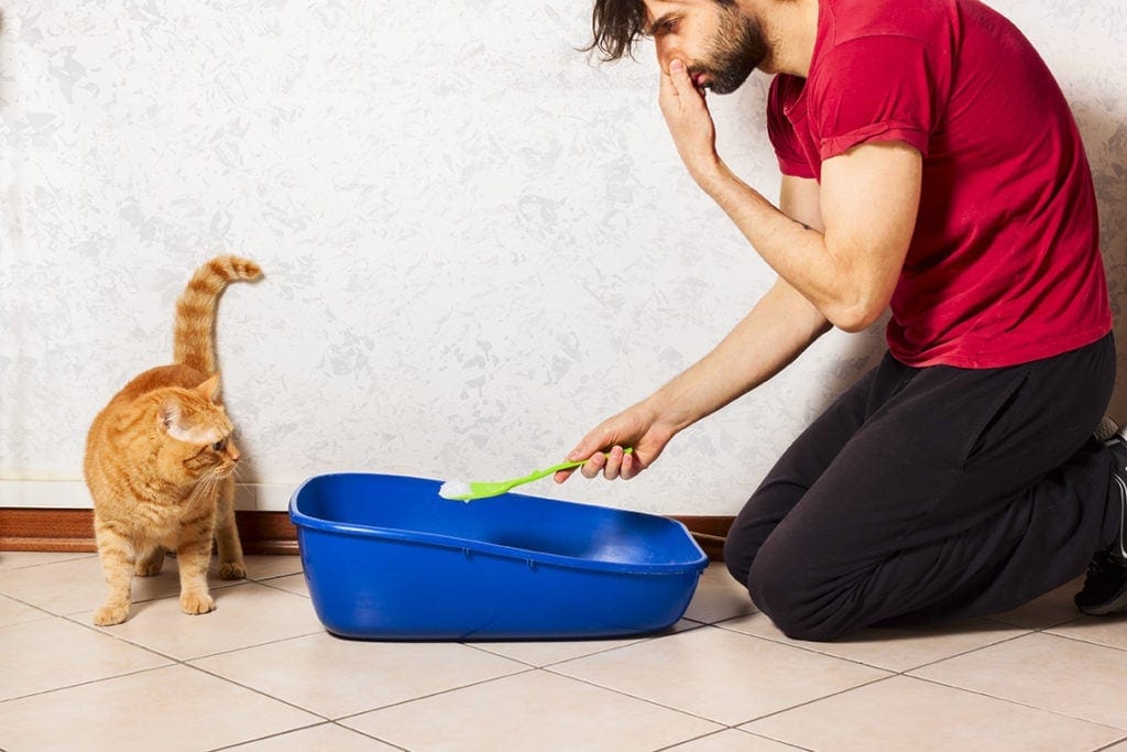 Why Does My Cat's Pee Smell So Strong All of a Sudden? Vet Approved Facts & FAQ