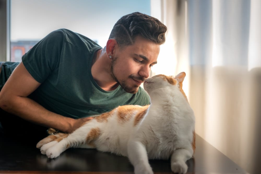 Why Does My Cat Smell Like Maple Syrup? 3 Vet-Reviewed Reasons