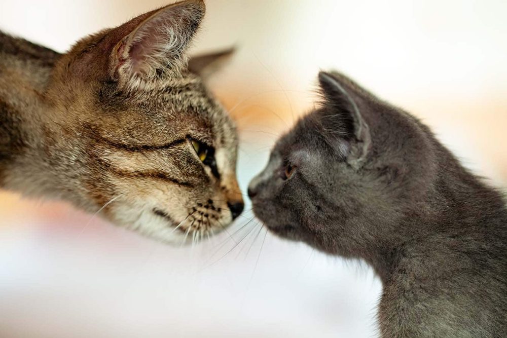 mother-cat-nose-to-nose-with-kitten