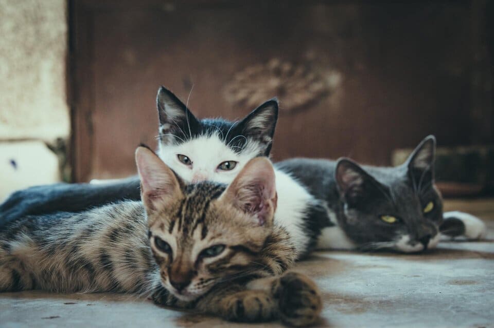How to Keep a Clean House With Multiple Cats: 9 Vet-Approved Cleaning Tips for a Spotless Home