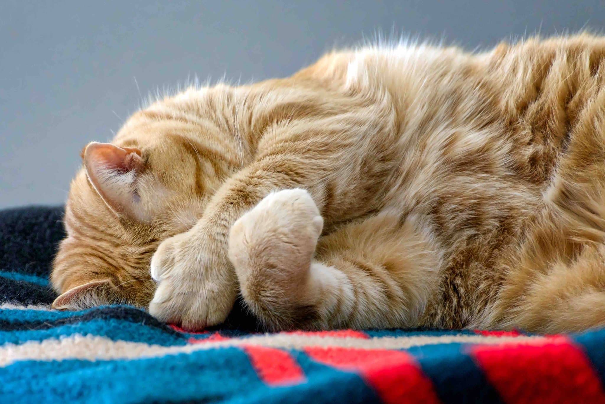 Are Polydactyl Cats Inbred? Vet Approved Facts & FAQ