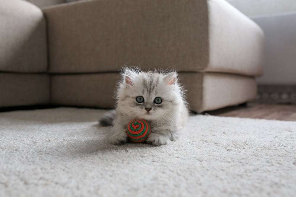 Single Kitten Syndrome: What Is It? Vet-Reviewed Facts & Myths