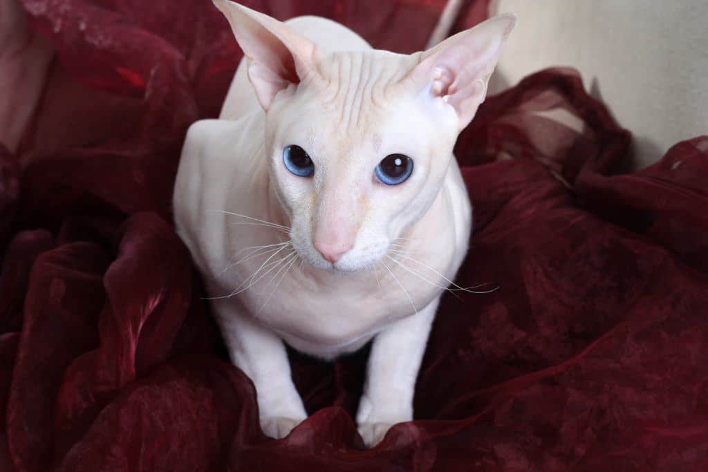 Peterbald on the sofa