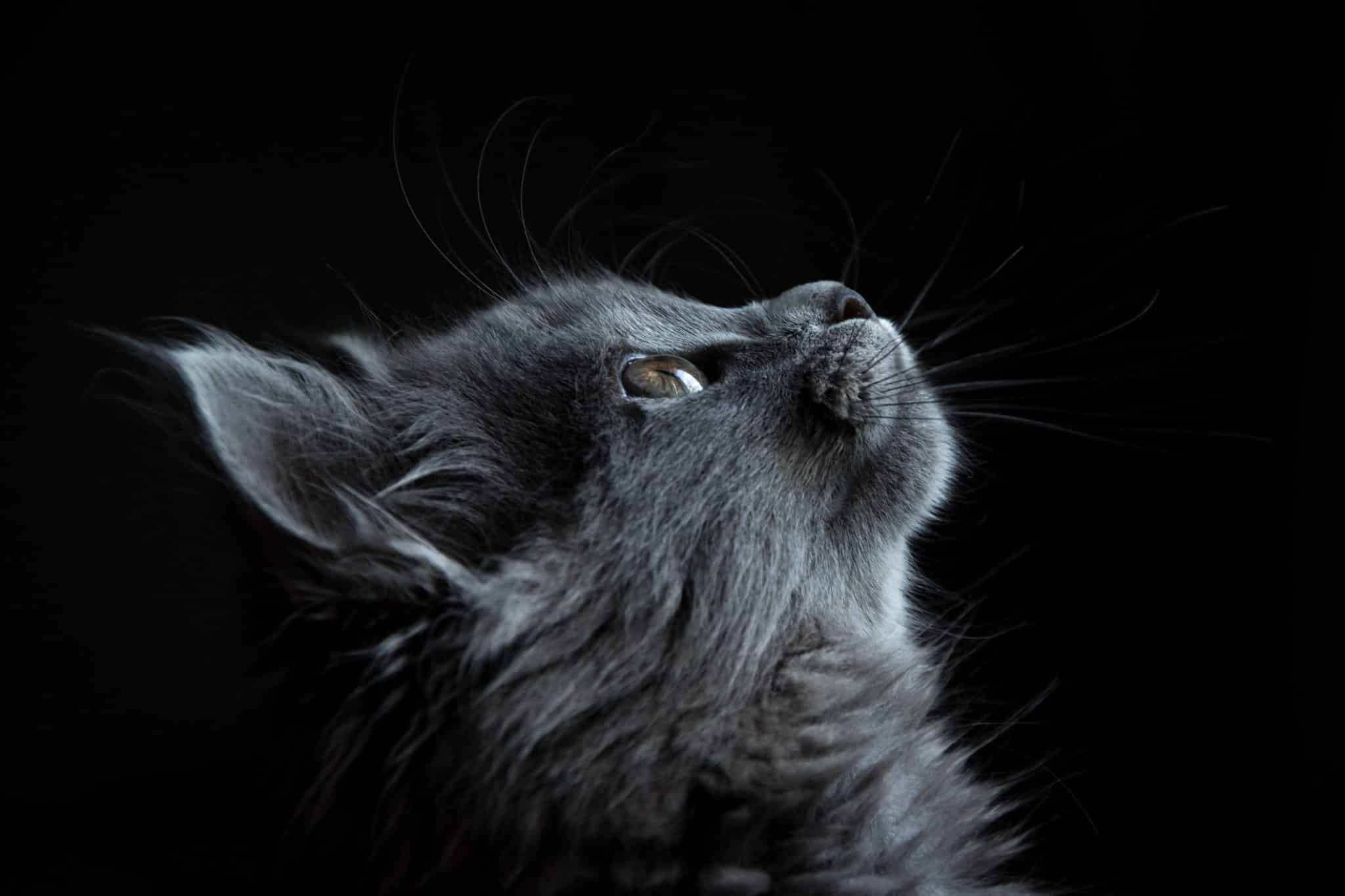 30 Bewitching Black Cat Quotes & Sayings To Know